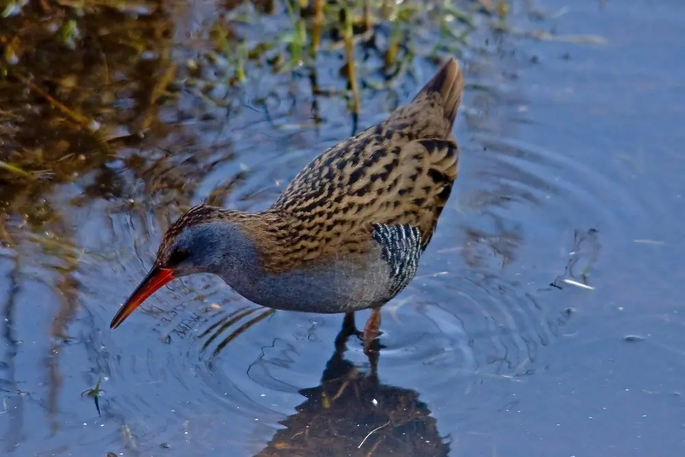 Waterral