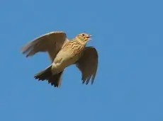 Veldleeuwerik