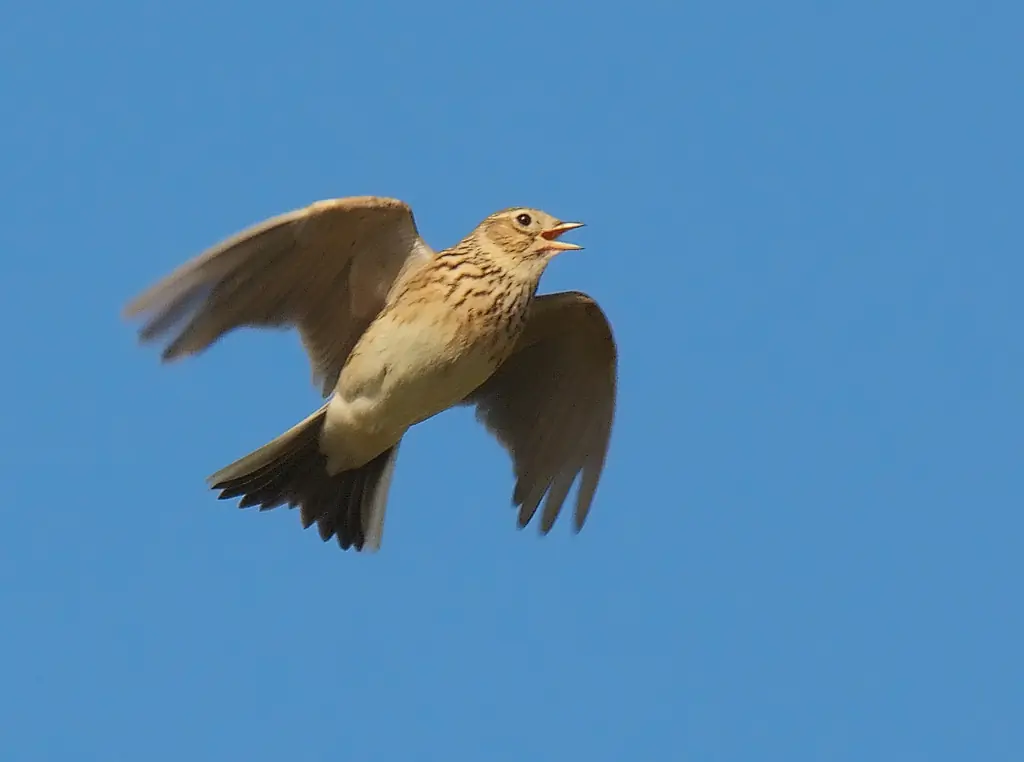 Veldleeuwerik. Midden in de bekende zangvlucht. Heeft een anoniem gevlekt, bruin verenkleed.