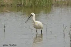 Lepelaar