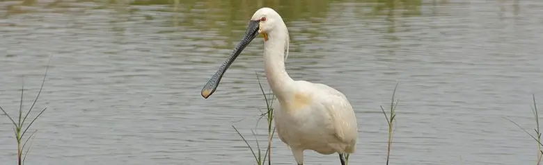 Lepelaar