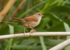 Cetti's Zanger
