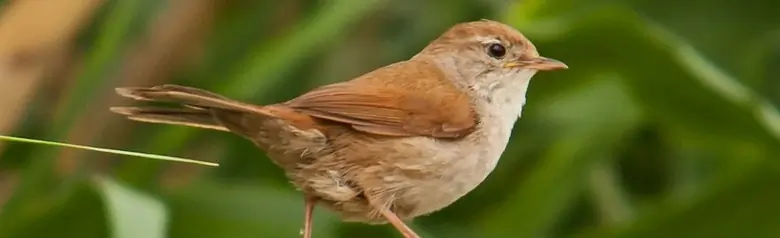 Cetti's Zanger