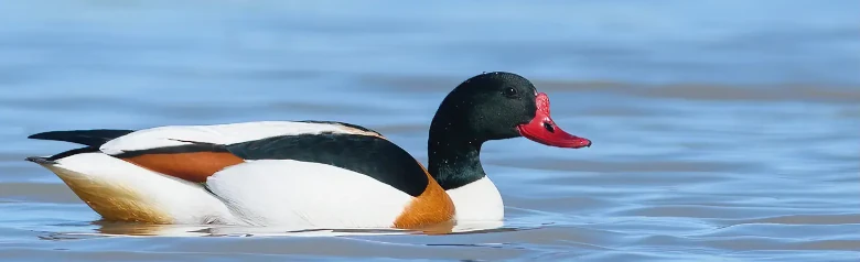 Bergeend. Een grote eend met een rode snavel en zwarte kop. Bruine aftekeningen in de verder zwart-witte vogel.