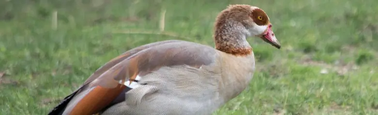 Nijlgans. Loopt hier op het land. Gevarieerd verenkleed met een bruin oogmasker, lange lichtrode poten en snavel in dezelfde kleur.