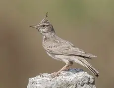 Kuifleeuwerik