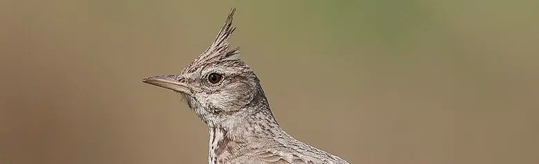 Kuifleeuwerik. Een opvallende kuif van veren op de kop. Een grijzige vogel met een lange, spitse snavel.