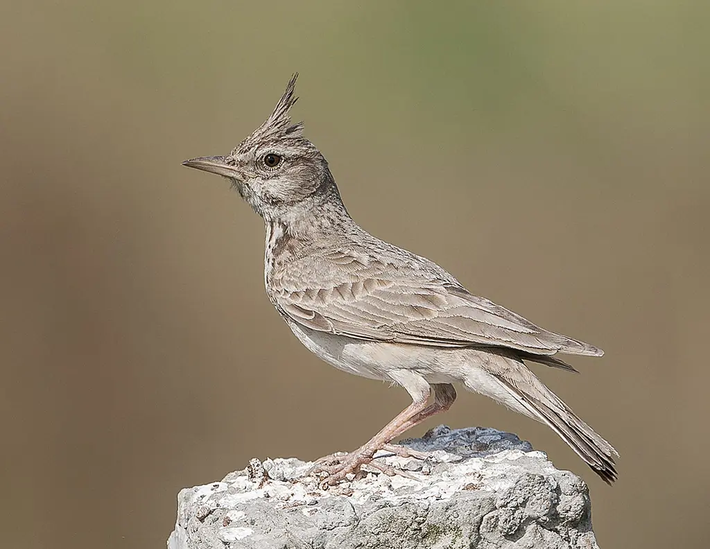 Kuifleeuwerik. Een opvallende kuif van veren op de kop. Een grijzige vogel met een lange, spitse snavel.