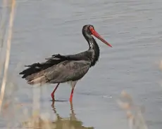 Zwarte Ooievaar