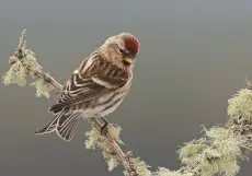 Kleine Barmsijs