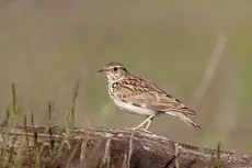 Boomleeuwerik