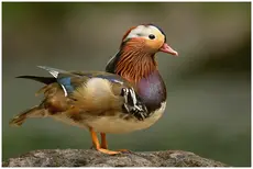 Mandarijneend
