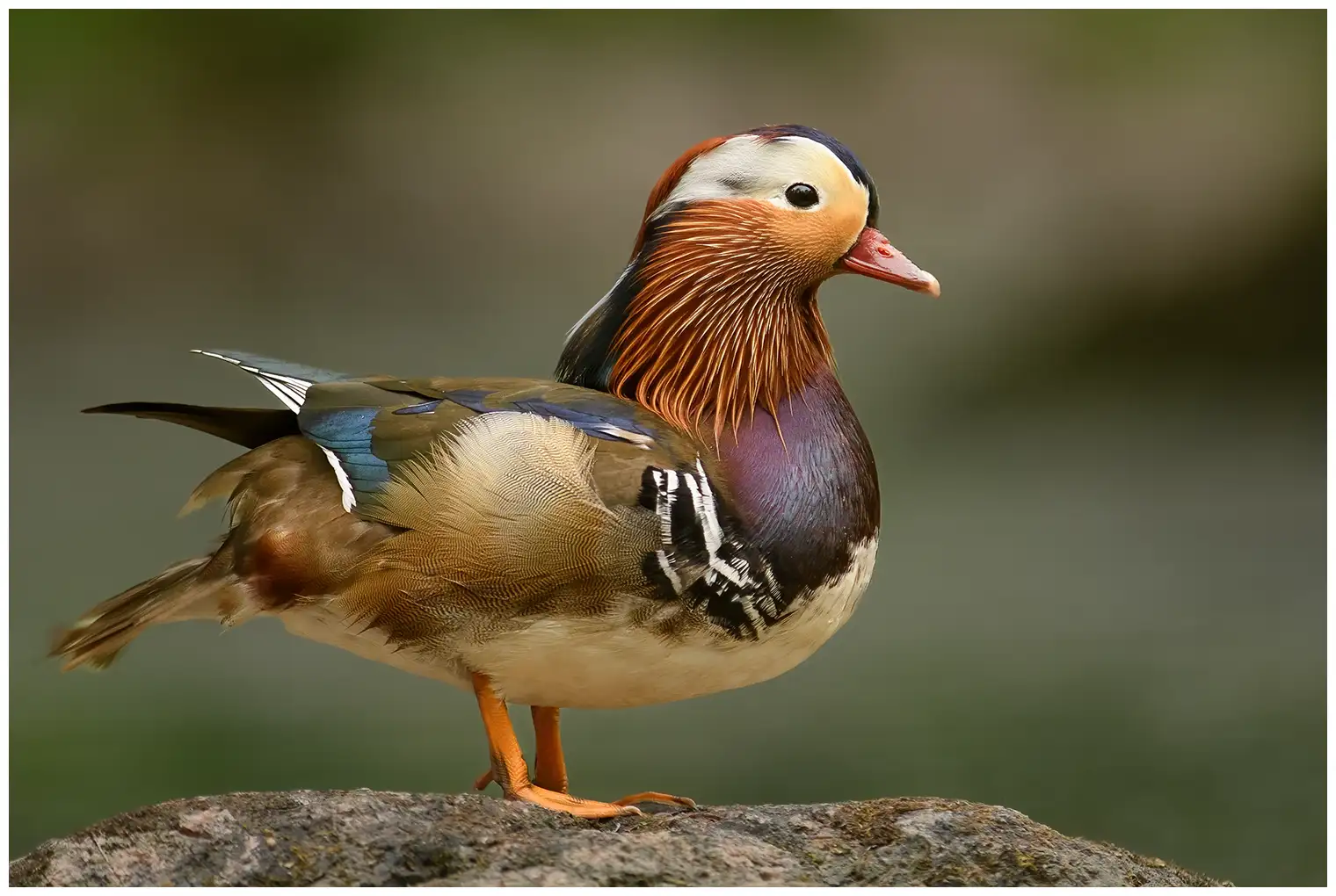 Mandarijneend. Extreem kleurrijke vogel met bruine, blauwe, groene, paarse, roodachtige en witte details.