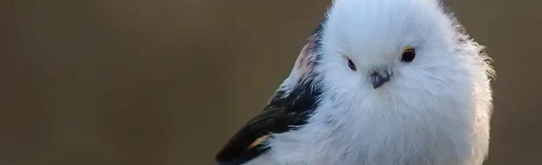 Staartmees. Zittend op een tak met rijp erop. Witte kop en borst, terwijl de rug rood met zwart patroon is.