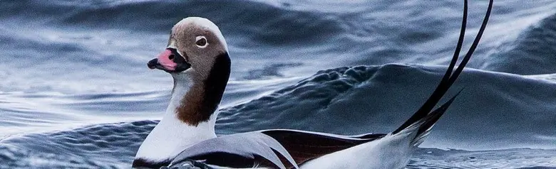 Een IJseend ligt in het water omringd door golftoppen op een winderige dag.