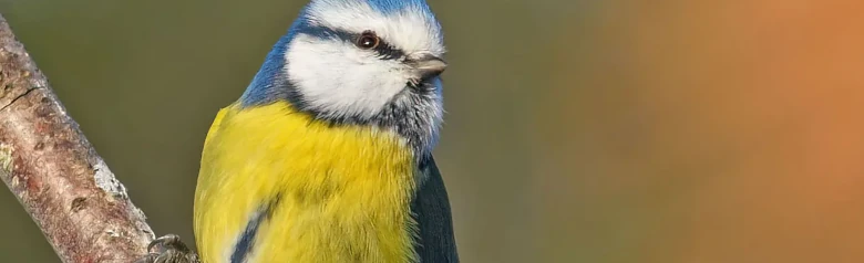 Pimpelmees. Kleine vogel met blauwe vleugels en staart, blauwe kap en gele onderkant met een smalle grijszwarte lengtestreep op de buik.