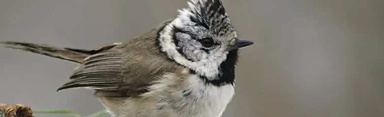 Kuifmees. Zwart-witte kuif en zwart-witte koptekening. De vogel heeft donkergrijsbruine bovendelen en een lichtgrijze onderkant.