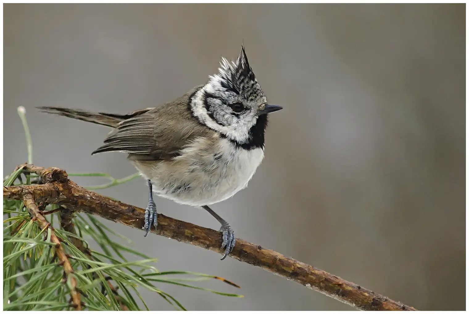 Kuifmees. Zwart-witte kuif en zwart-witte koptekening. De vogel heeft donkergrijsbruine bovendelen en een lichtgrijze onderkant.