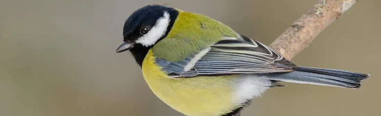 Koolmees. Zwarte kop met witte wangen en gele borst met een brede zwarte lengtestreep.