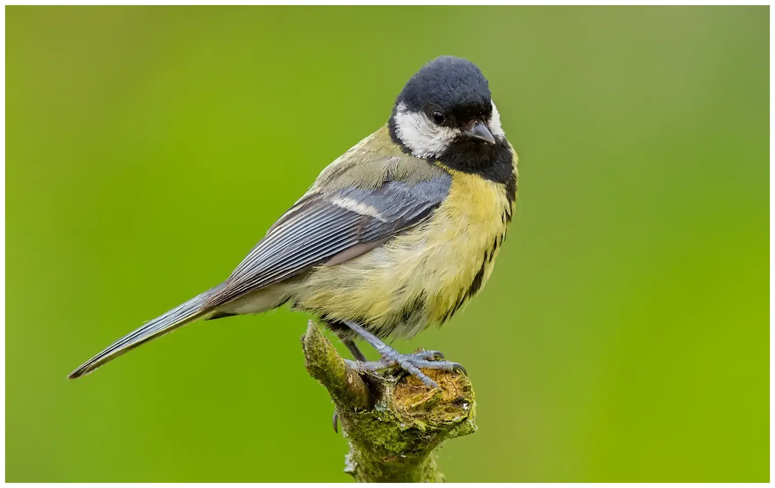 Koolmees