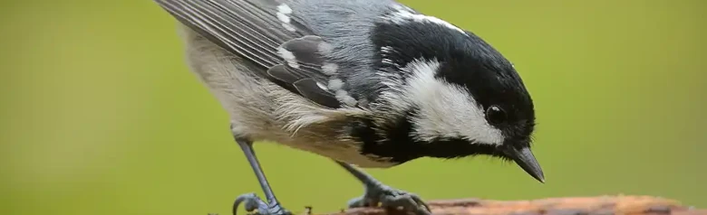 Zwarte Mees. Zittend op een tak. Kleine, mollige vogel met een grijze rug, beige onderkant en lange witte nekvlek in de zwarte kap.