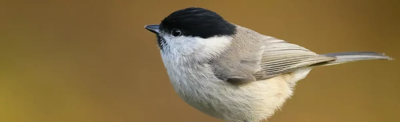 Glanskop. Zittend op het puntje van een tak, volledig onscherpe achtergrond. Kleine grijsbruine vogel met een glanzende zwarte kap en een zwarte slab.