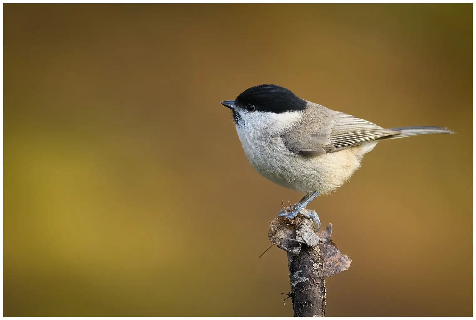 Glanskop. Zittend op het puntje van een tak, volledig onscherpe achtergrond. Kleine grijsbruine vogel met een glanzende zwarte kap en een zwarte slab.