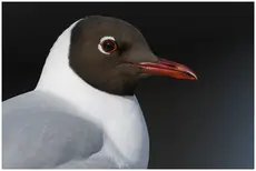 Kokmeeuw