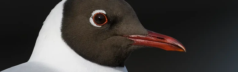 Kokmeeuw. Close-up van het hoofd. Donkerbruine kap in de zomer. In de winter wordt de kap vervangen door een donkere oorflap.