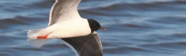 Dwergmeeuw. De kleinste meeuw ter wereld. De kap reikt helemaal tot aan de nek. De vleugels hebben een stevige, grijszwarte onderkant.