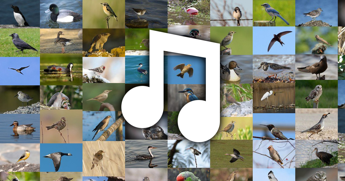 schraper Vernauwd triatlon Alfabetische volgorde van vogelgeluiden