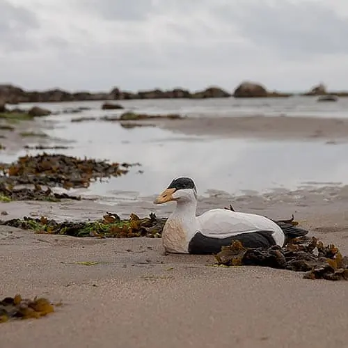 Eider (hout)