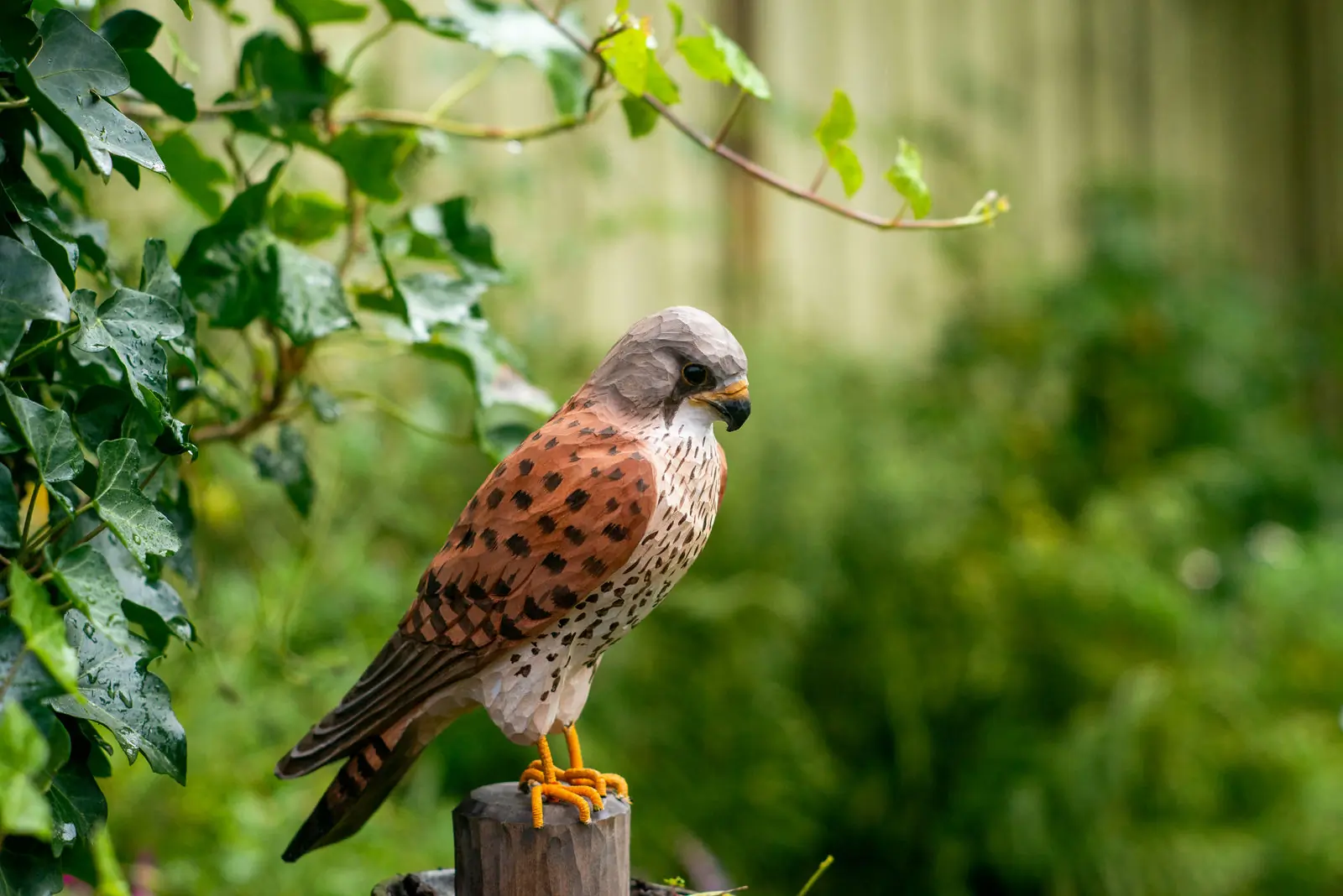 Torenvalk (hout)