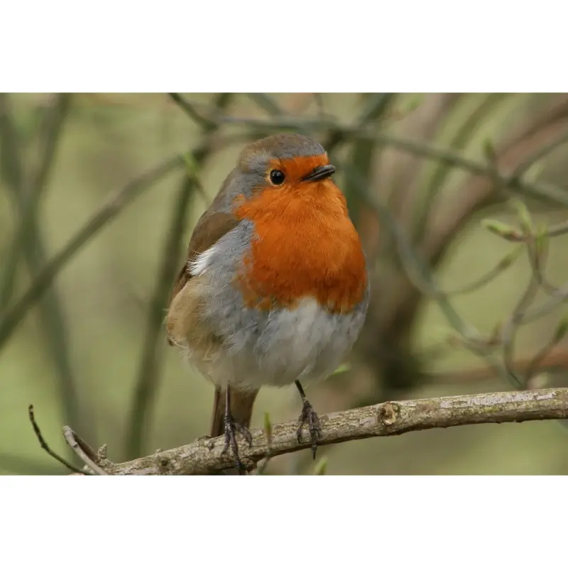 Roodborst (fluitje)