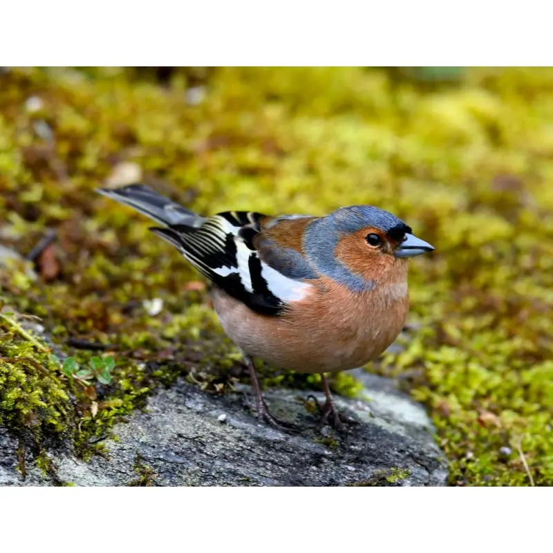 Vink (fluitje)