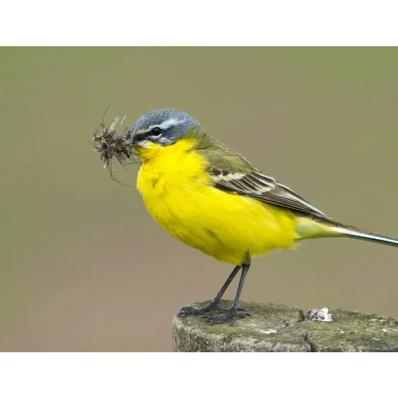 Kwikstaart (fluitje)