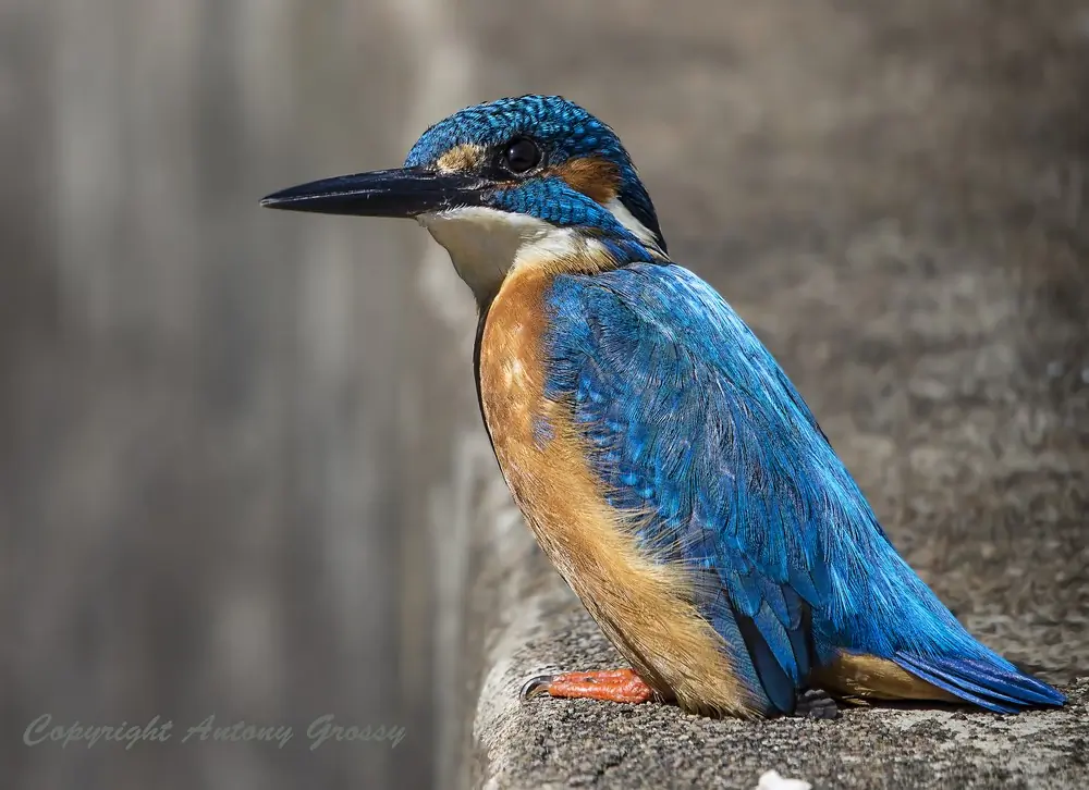 IJsvogel (glas)