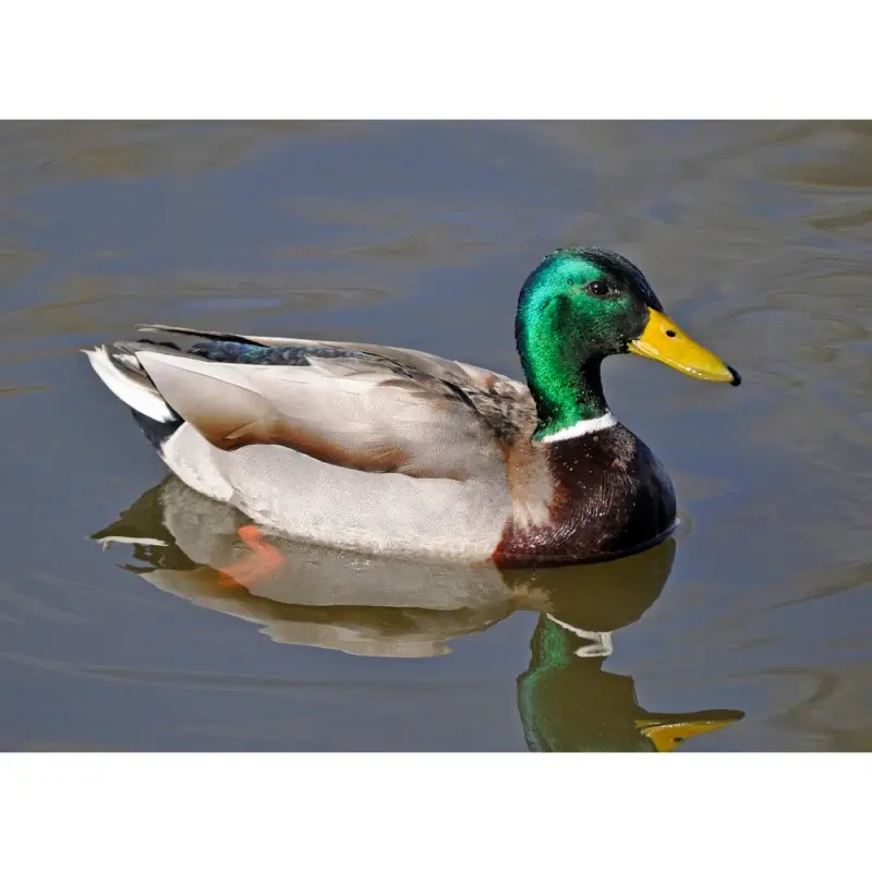 Wilde eend (fluitje)